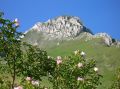 Fioritura di rosa canina